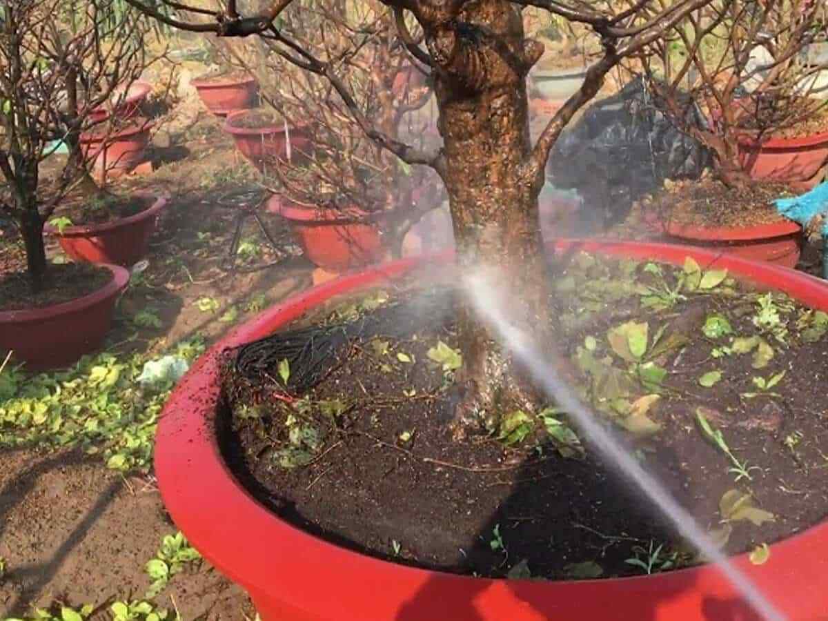 Bí quyết tưới nước cây mai vàng luôn tươi vào ngày Tết